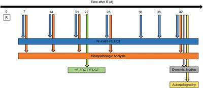 Diagnostic Value of 18F-NOTA-FAPI PET/CT in a Rat Model of Radiation-Induced Lung Damage